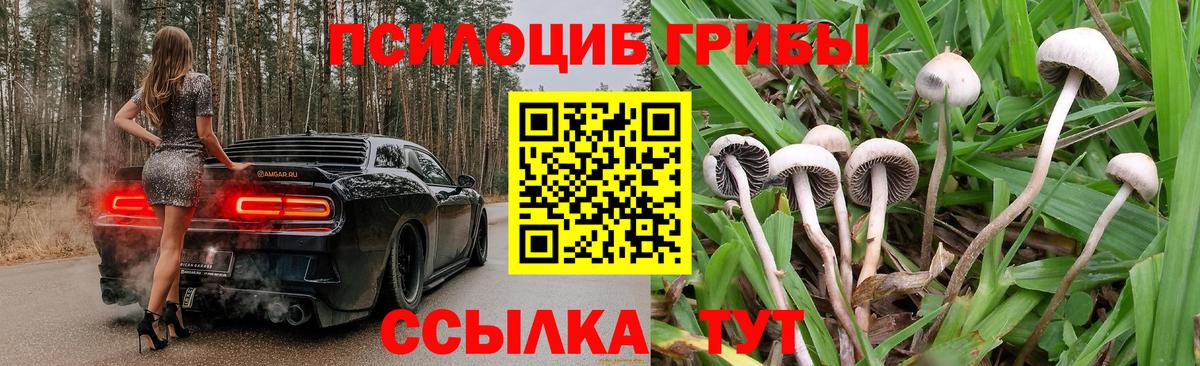 Псилоцибиновые грибы Cubensis  Вход с VPN  Зерноград 